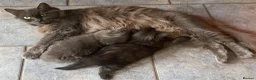Mixed Breed cats for sale: Beautiful fluffy grey ghost girl - Advert 3