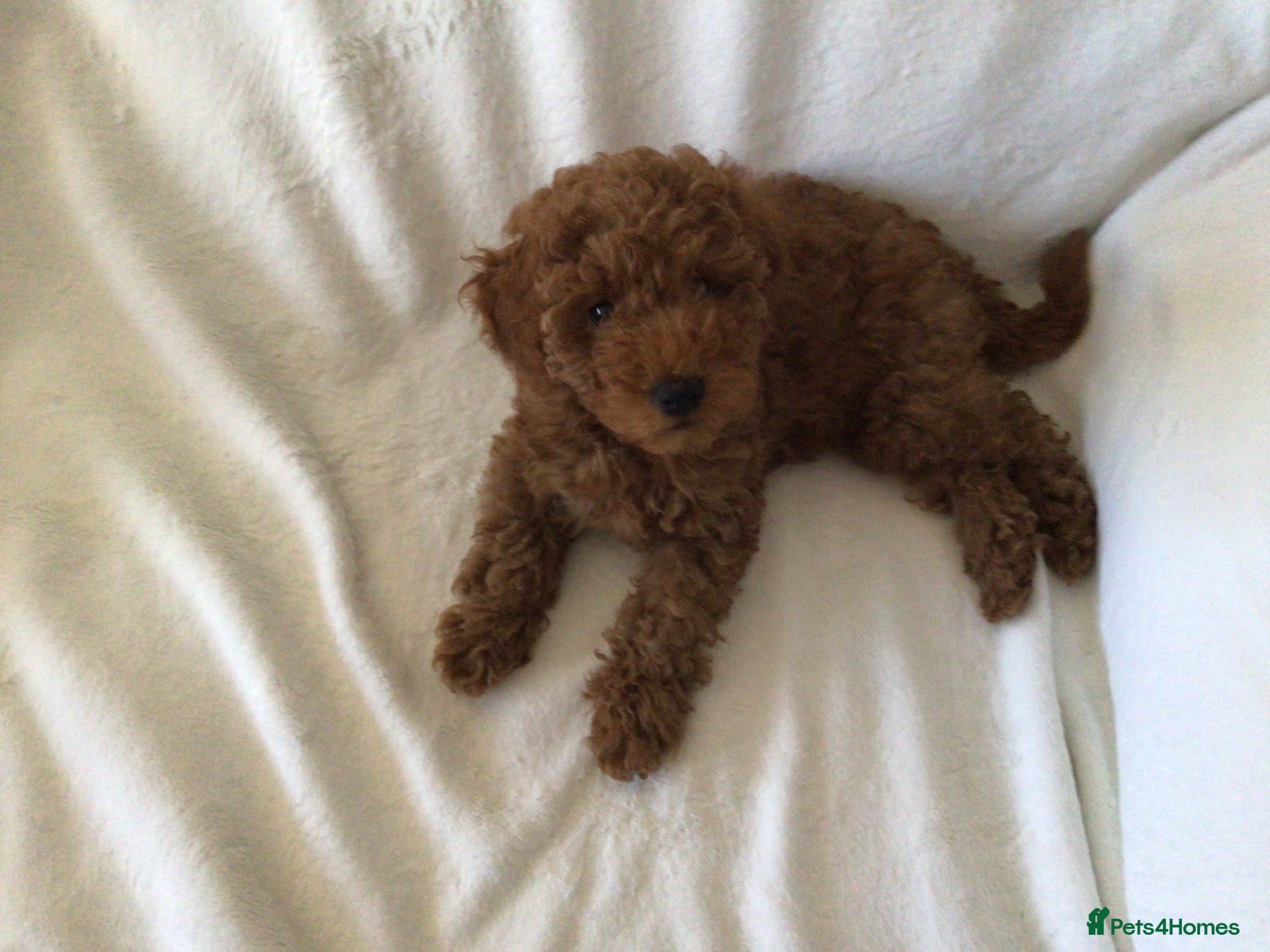 Labradoodle dogs Miniature Labradoodles  - Advert 2
