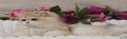 British Longhair cats for stud: British Longhair st.Melt-your-heart-eyes.Beginner  - Advert 5