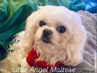 Maltese dogs 🌟Stunning KC Reg Korean Maltese boy for STUD in Waltham Cross - Advert 11