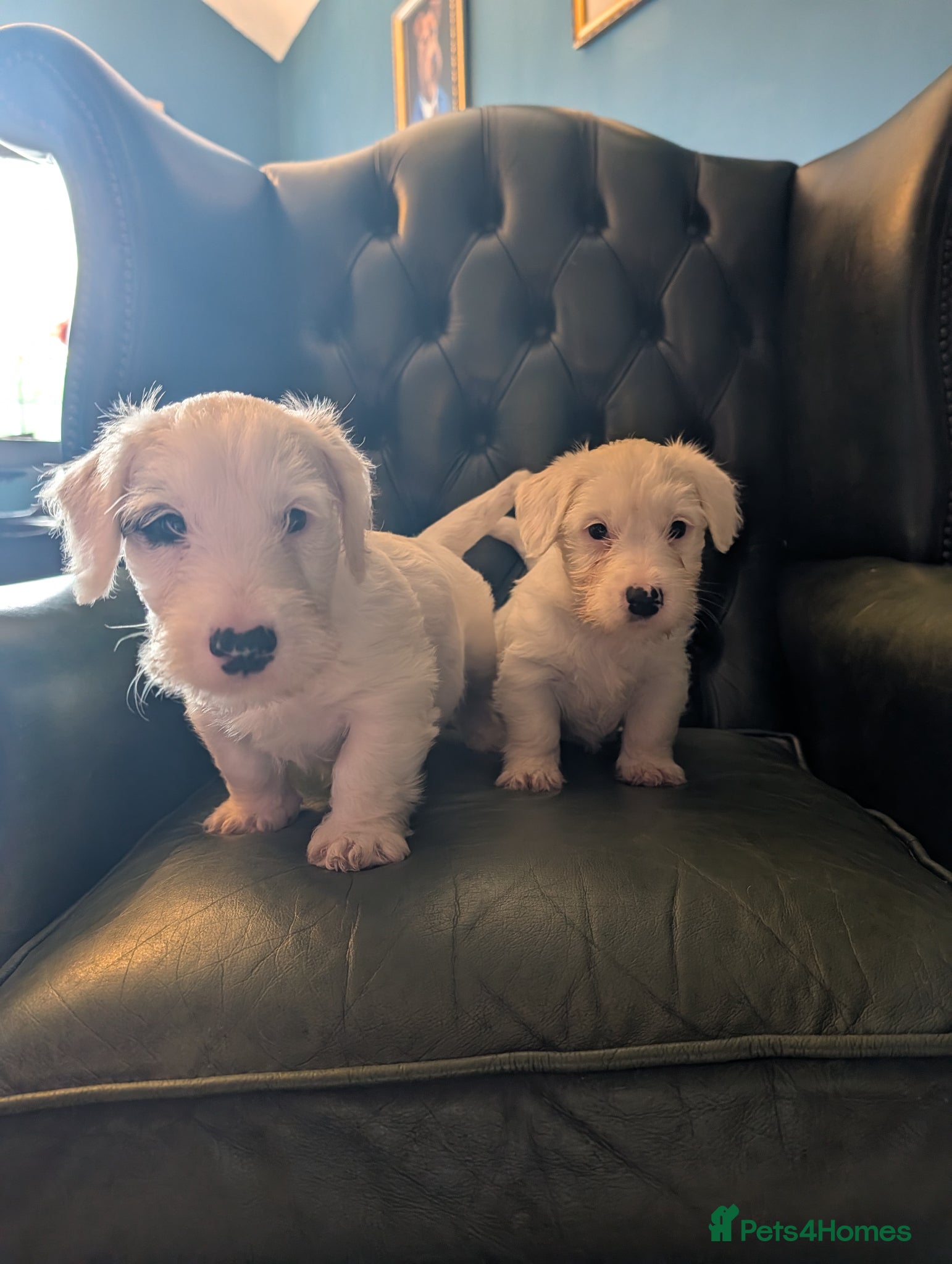 Sealyham Terrier dogs Beautiful Champion Lines Sealyham Terrier Litter - Advert 1