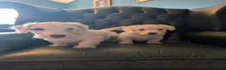 Sealyham Terrier dogs for sale: Beautiful Champion Lines Sealyham Terrier Litter - Advert 1