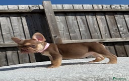 French Bulldog dogs for sale: Miss White X Kastro  - Image 8