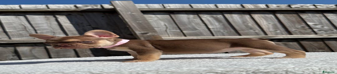 French Bulldog Puppy 3
