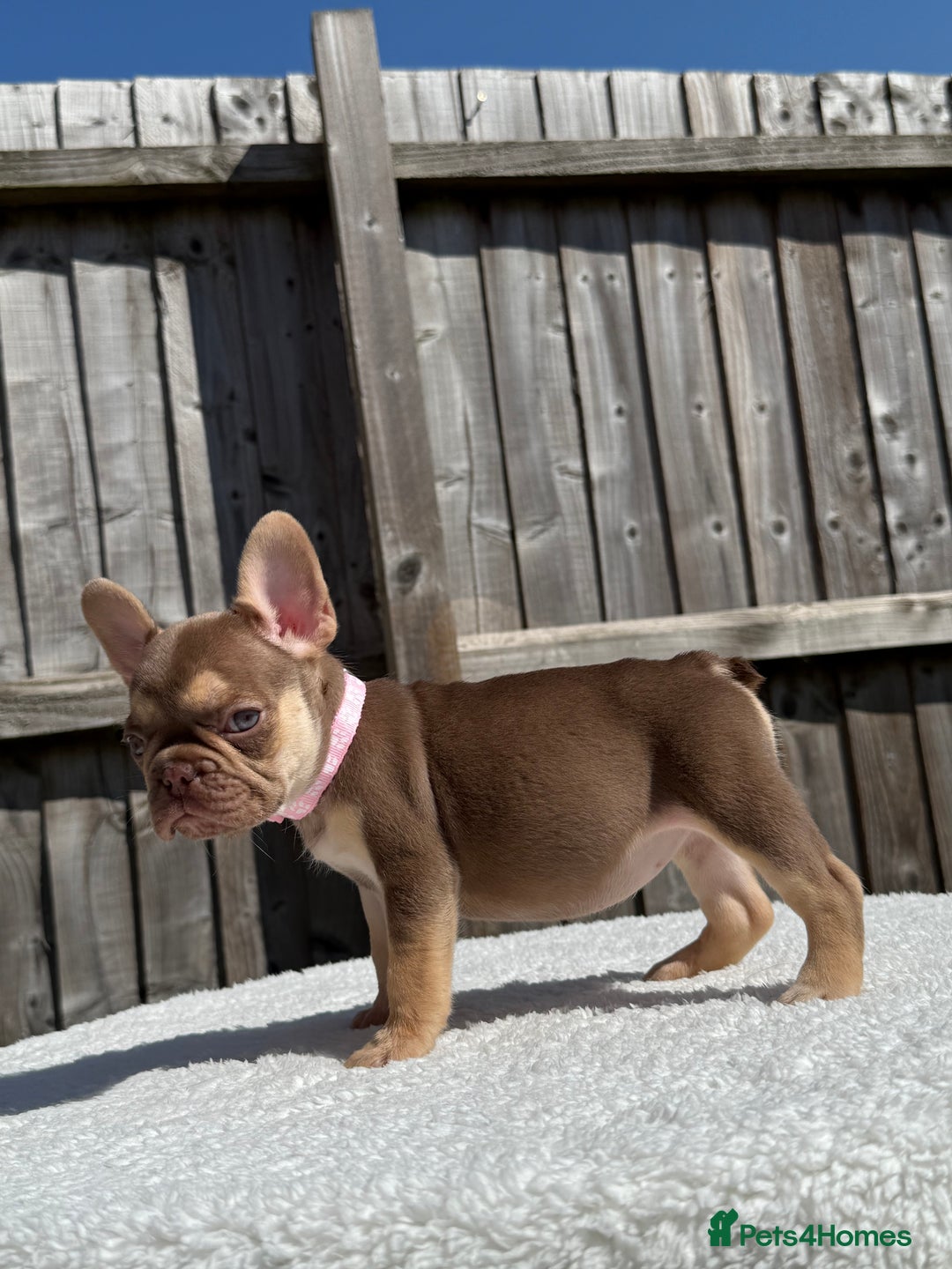 French Bulldog dogs for sale: Miss White X Kastro  - Image 8
