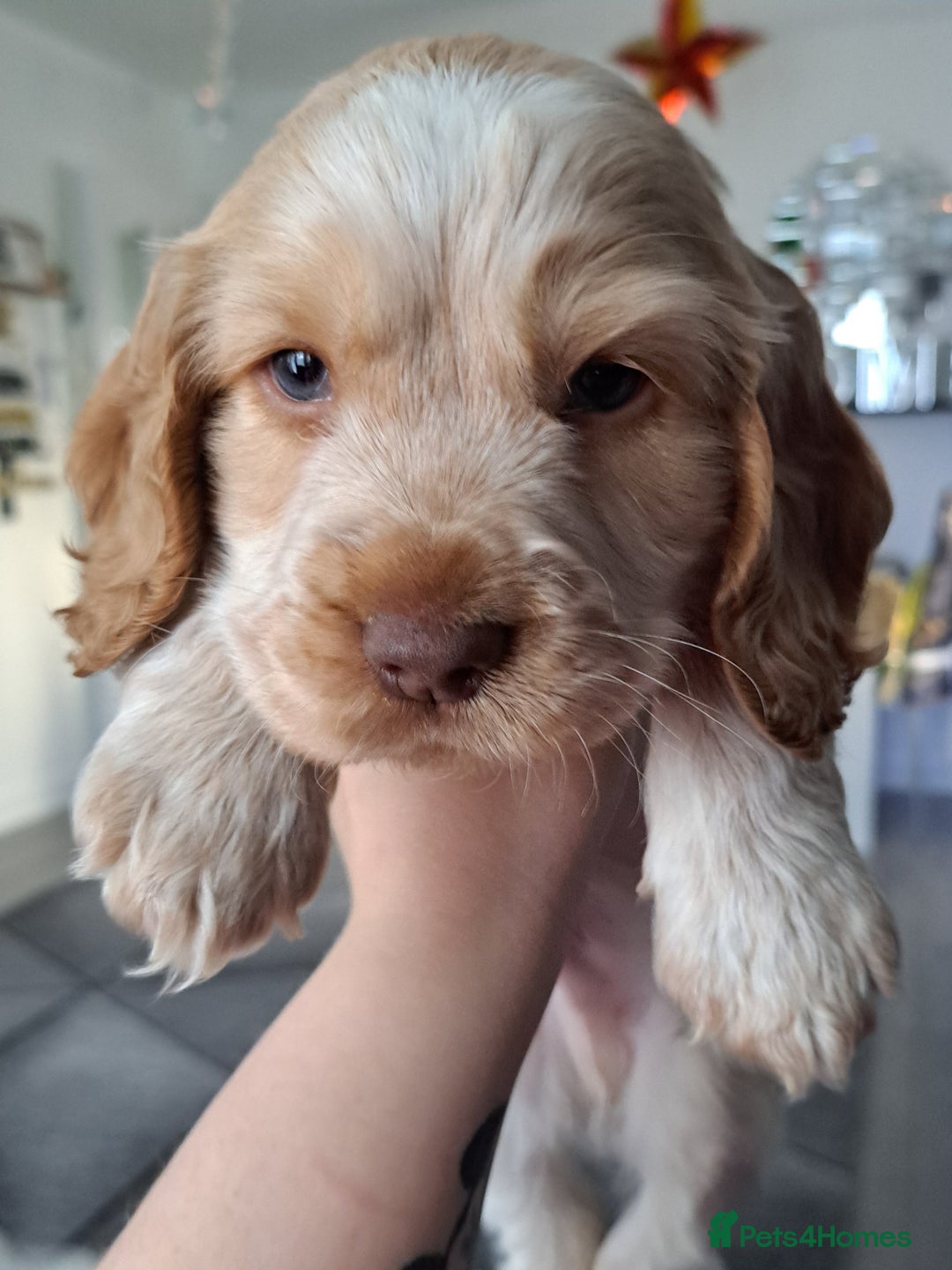 Cocker Spaniel dogs for sale: Cocker spaniel/show - Advert 2