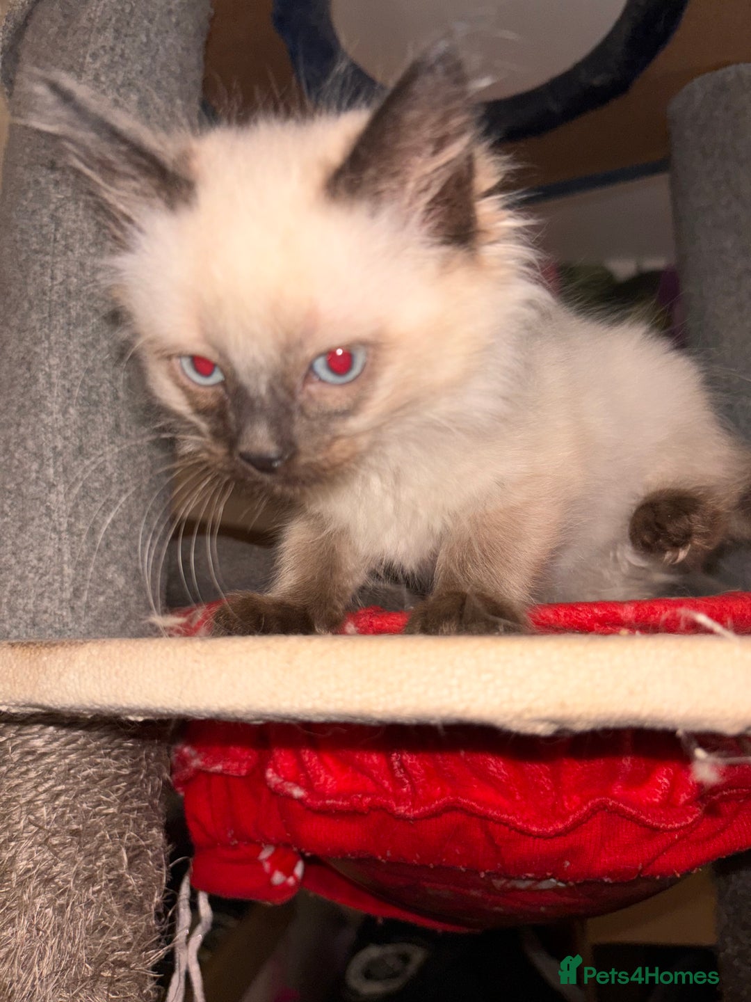 Ragdoll cats for sale: Ragdoll Bluepoint/sealpoint - Advert 2