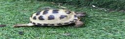 Tortoise reptiles for sale: Baby horsfield tortoise and setup  - Advert 5