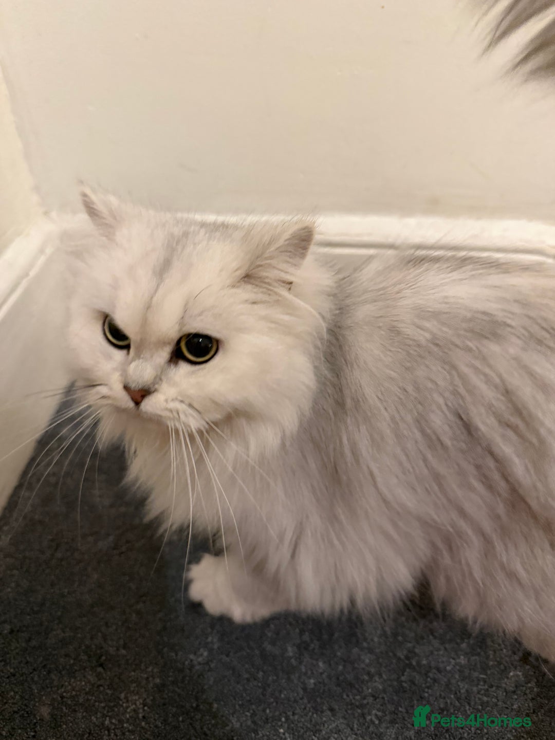 Scottish Fold cats for sale: Tica Active registered cat - Advert 7