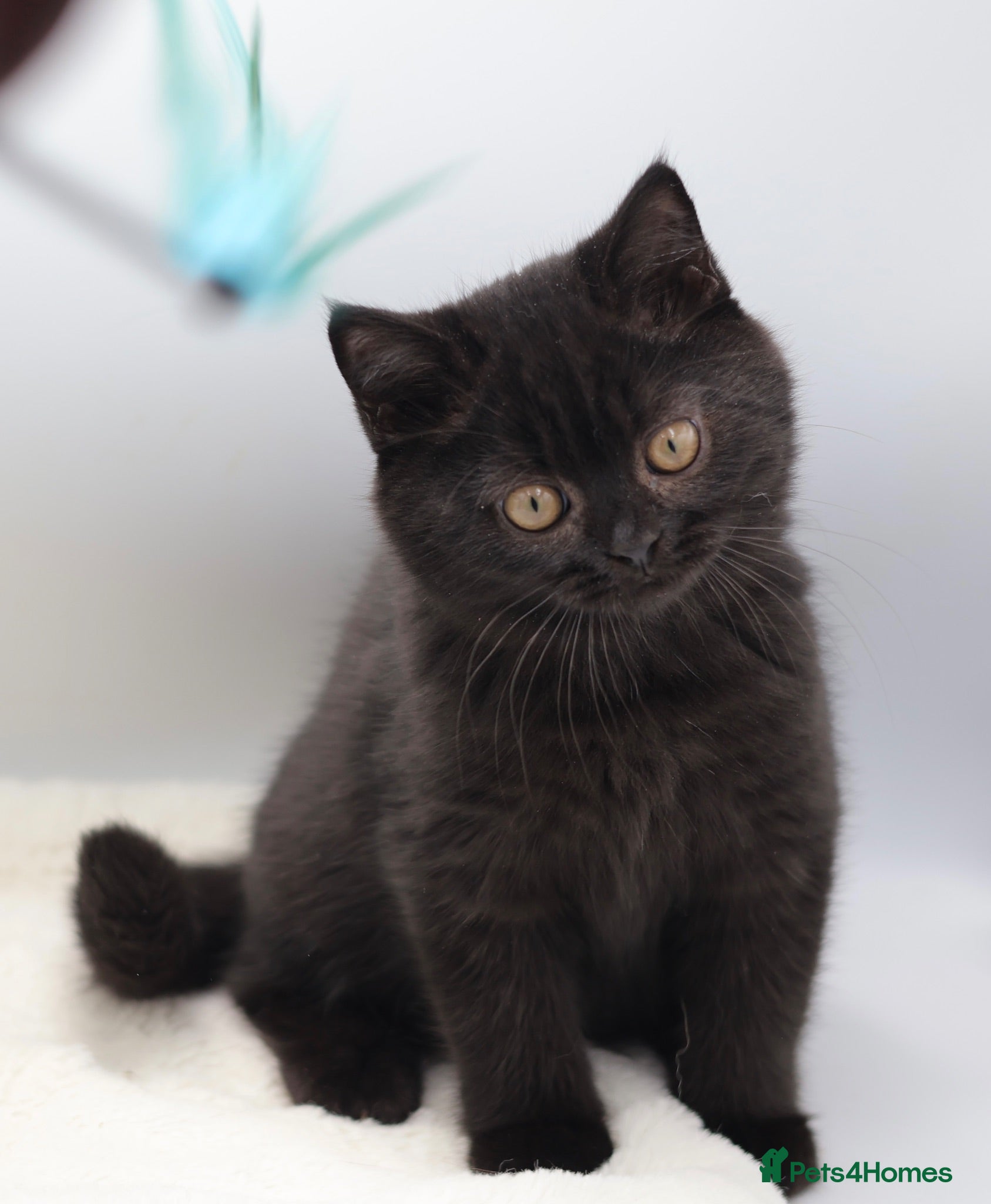 British Shorthair cats PEDIGREE REGISTERED CHUNKY BRITISH SHORTHAIRS - Advert 7