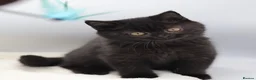 British Shorthair cats for sale: PEDIGREE REGISTERED CHUNKY BRITISH SHORTHAIRS - Advert 10
