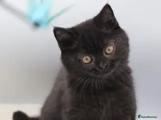 British Shorthair cats PEDIGREE REGISTERED CHUNKY BRITISH SHORTHAIRS - Advert 7