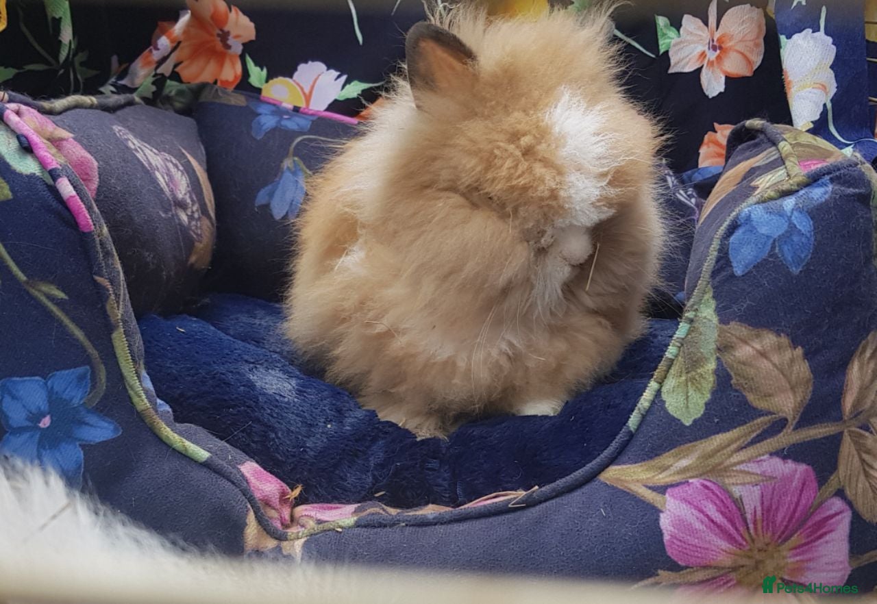Angora rabbits Adorable Angora/Double maned lionheads - Advert 17