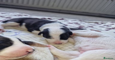 Mixed Breed dogs - Advert 2