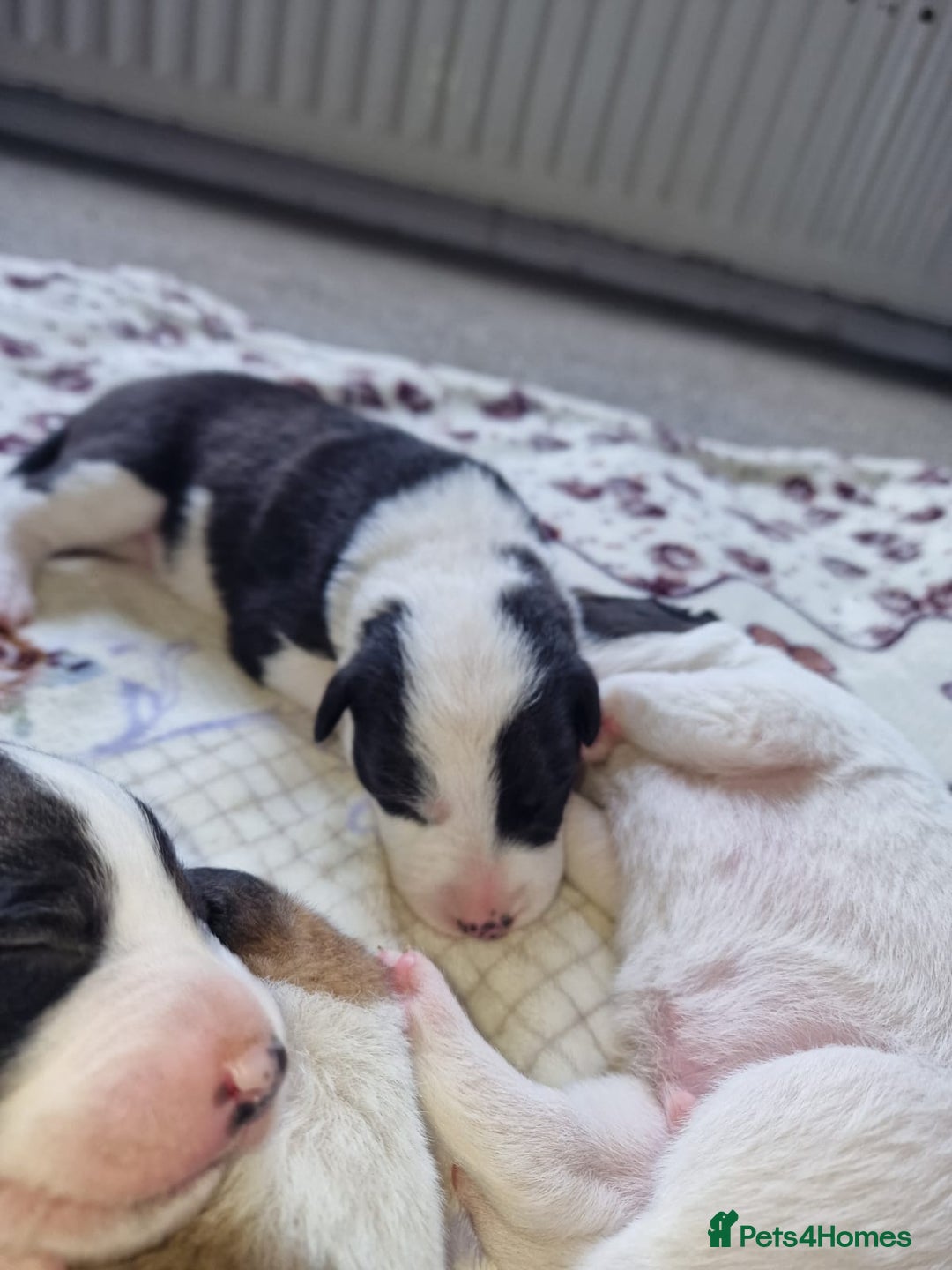 Mixed Breed dogs for sale: Chunky border collie cross puppies - Image 12