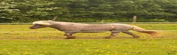 British Warmblood horses for sale: SAD SALE - 2 Companions  - Advert 10