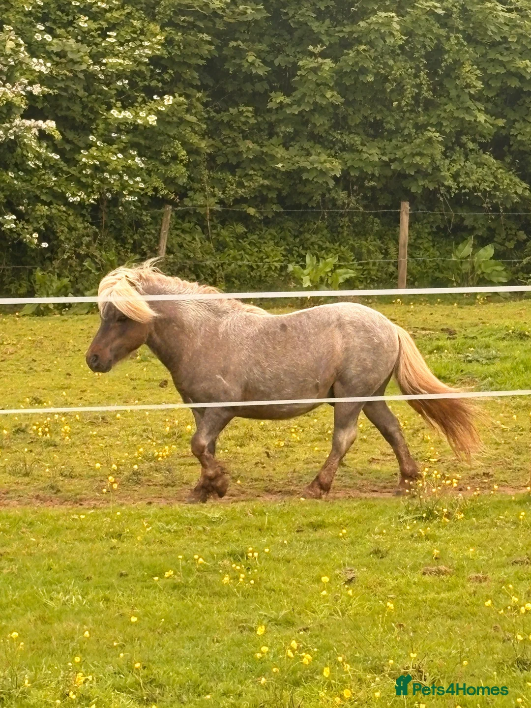 British Warmblood horses for sale: SAD SALE - 2 Companions  - Advert 10