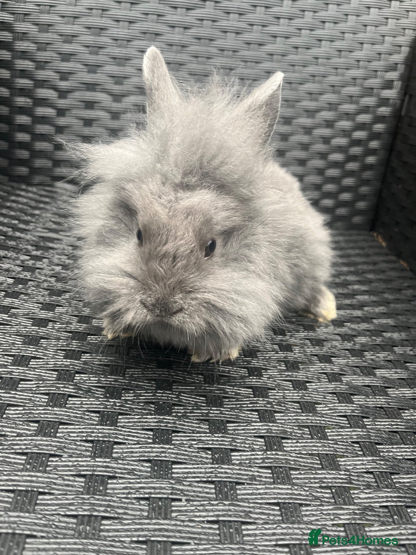 Mini Lion Lop rabbits Ready to go lionhead lops - Advert 14