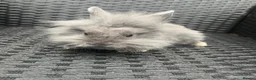 Mini Lion Lop rabbits for sale: Ready to go lionhead lops now reduced - Advert 5