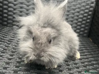Mini Lion Lop rabbits Ready to go lionhead lops - Advert 14