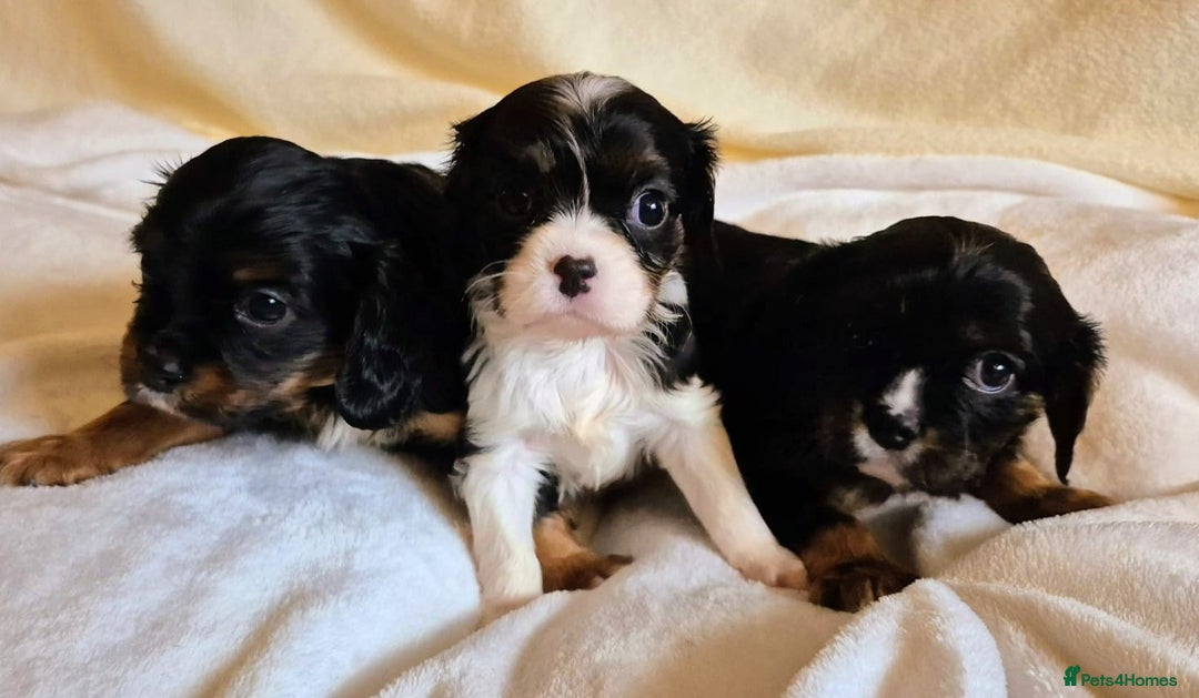 Cavalier King Charles Spaniel dogs for sale: Health Tested Cavalier King Charles Spaniel Puppy - Advert 2