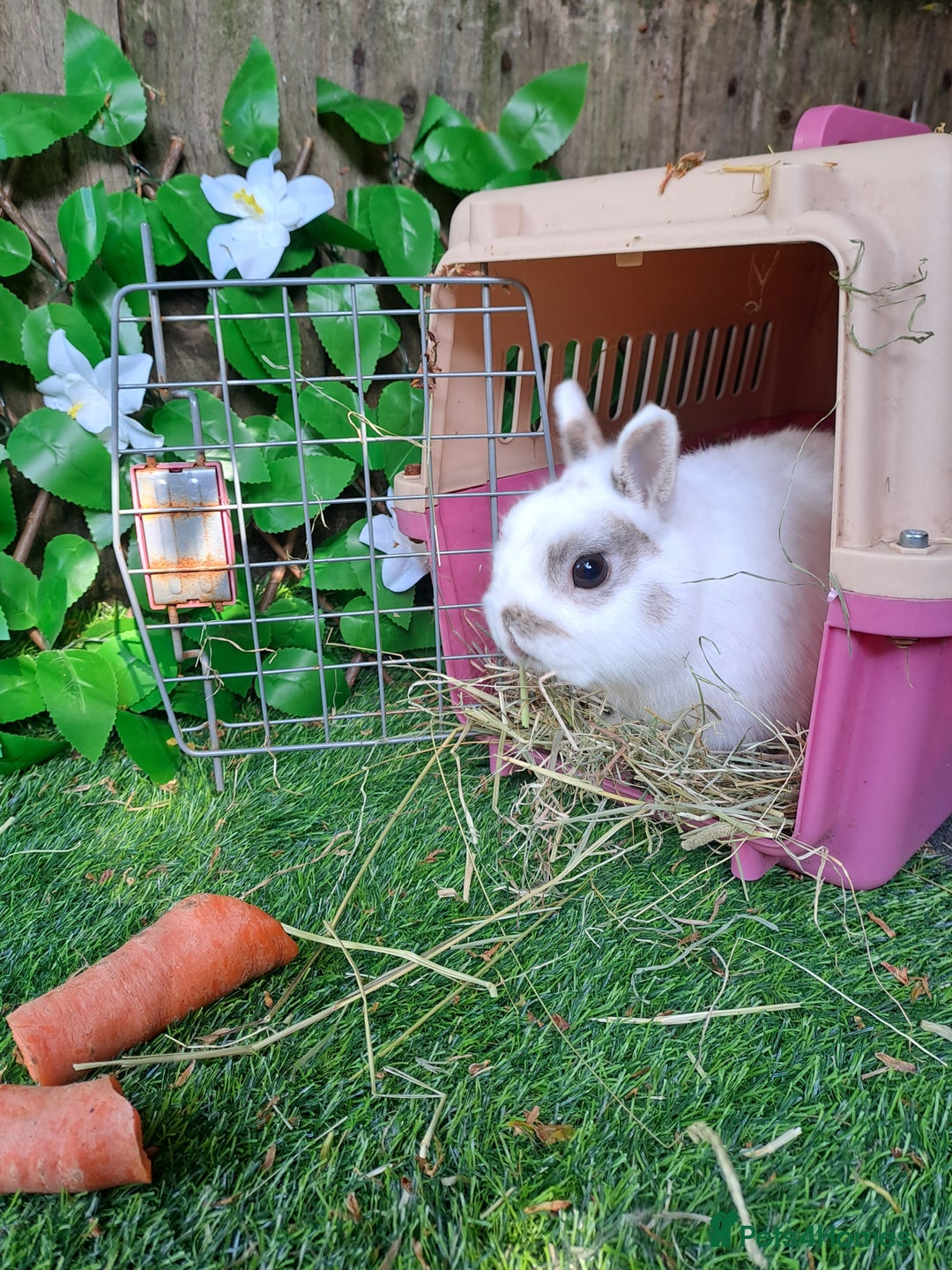 Netherland Dwarf rabbits for sale: PURE BRED NETHERLAND DWARFS - VACCINATED READY NOW - Advert 8