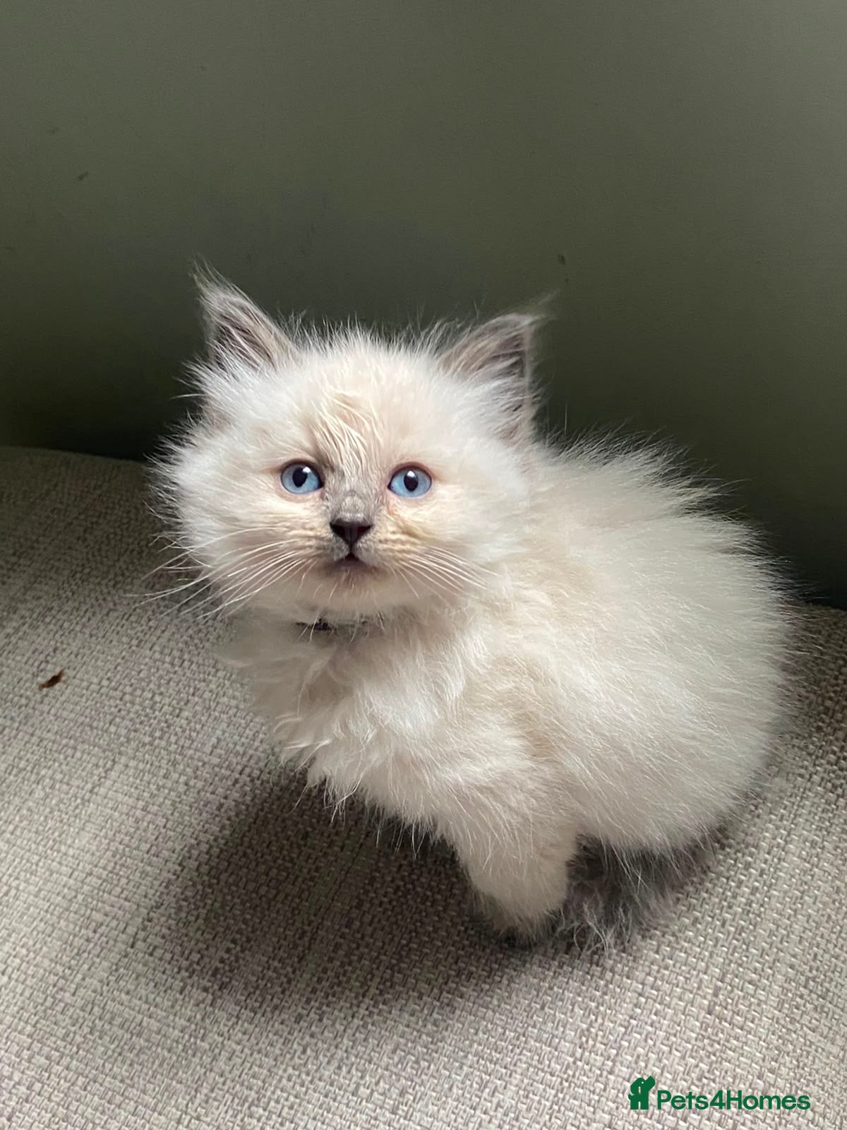 Ragdoll cats Blue tip ragdolls  - Advert 2