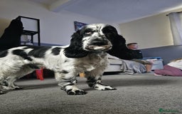 Cocker Spaniel dogs for stud: Beautiful show cocker stud £250 - Image 4
