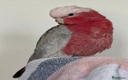 Cockatoo birds for sale: Floyd the Galah - Image 9