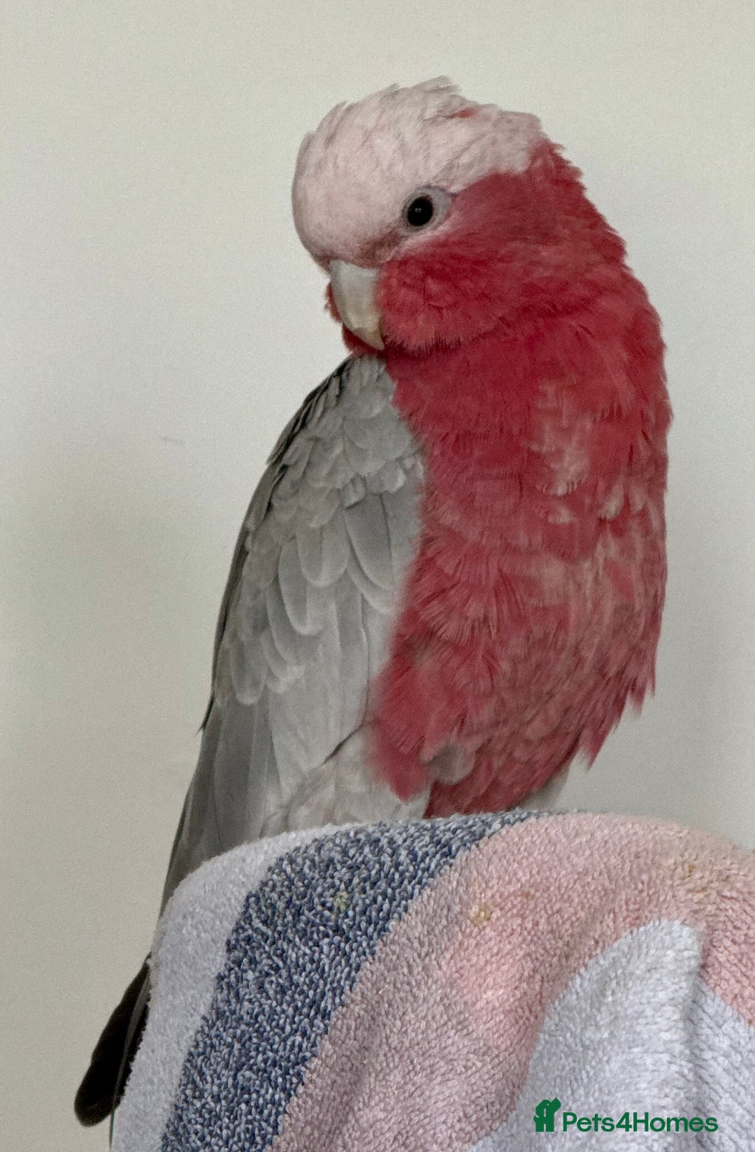 Cockatoo birds for sale: Floyd the Galah - Image 9