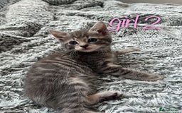 Maine Coon cats for sale: 3 gorgeous kittens for sale  - Image 3