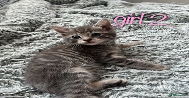 Maine Coon cats - Advert 3