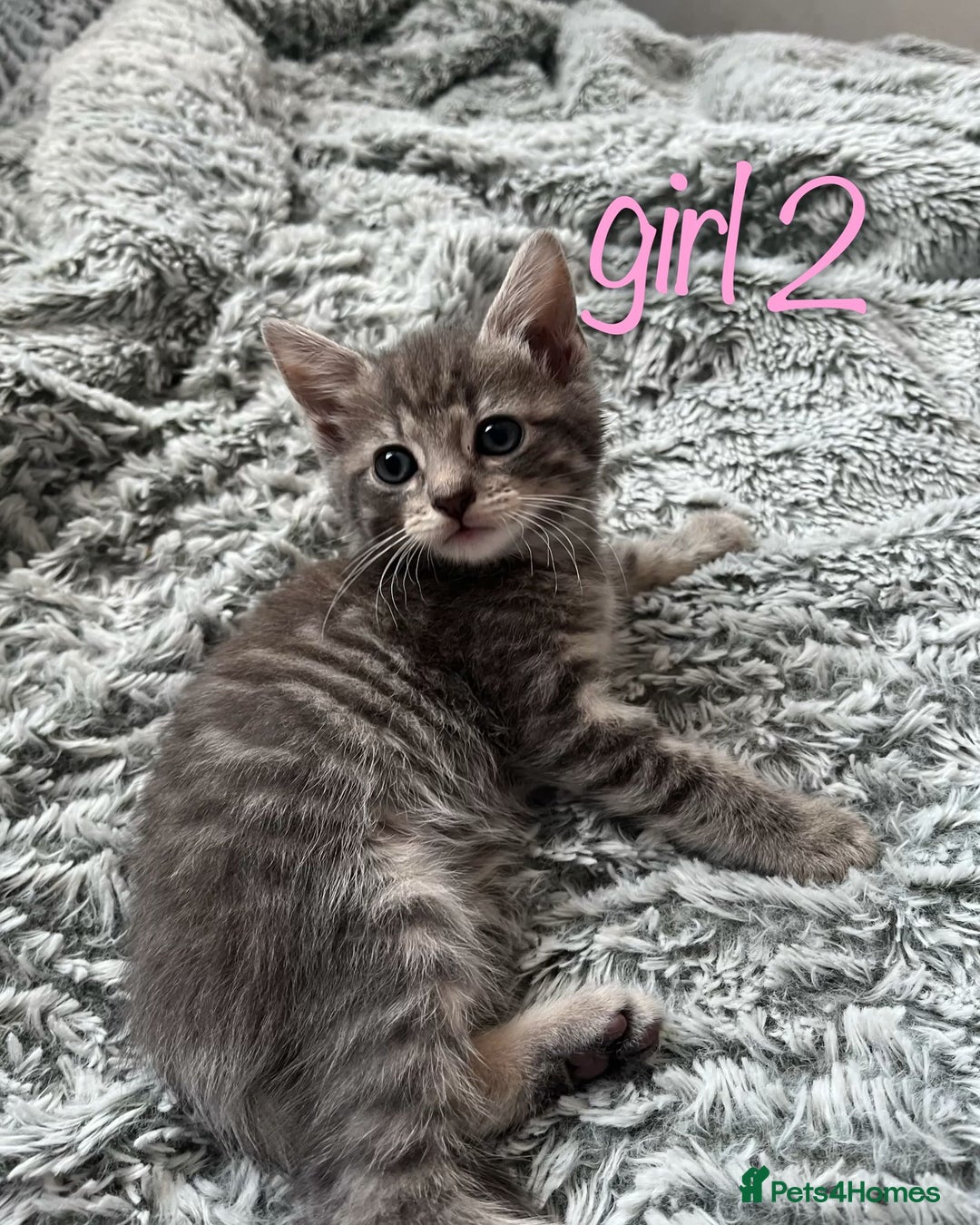 Maine Coon cats for sale: 3 gorgeous kittens for sale  - Image 3