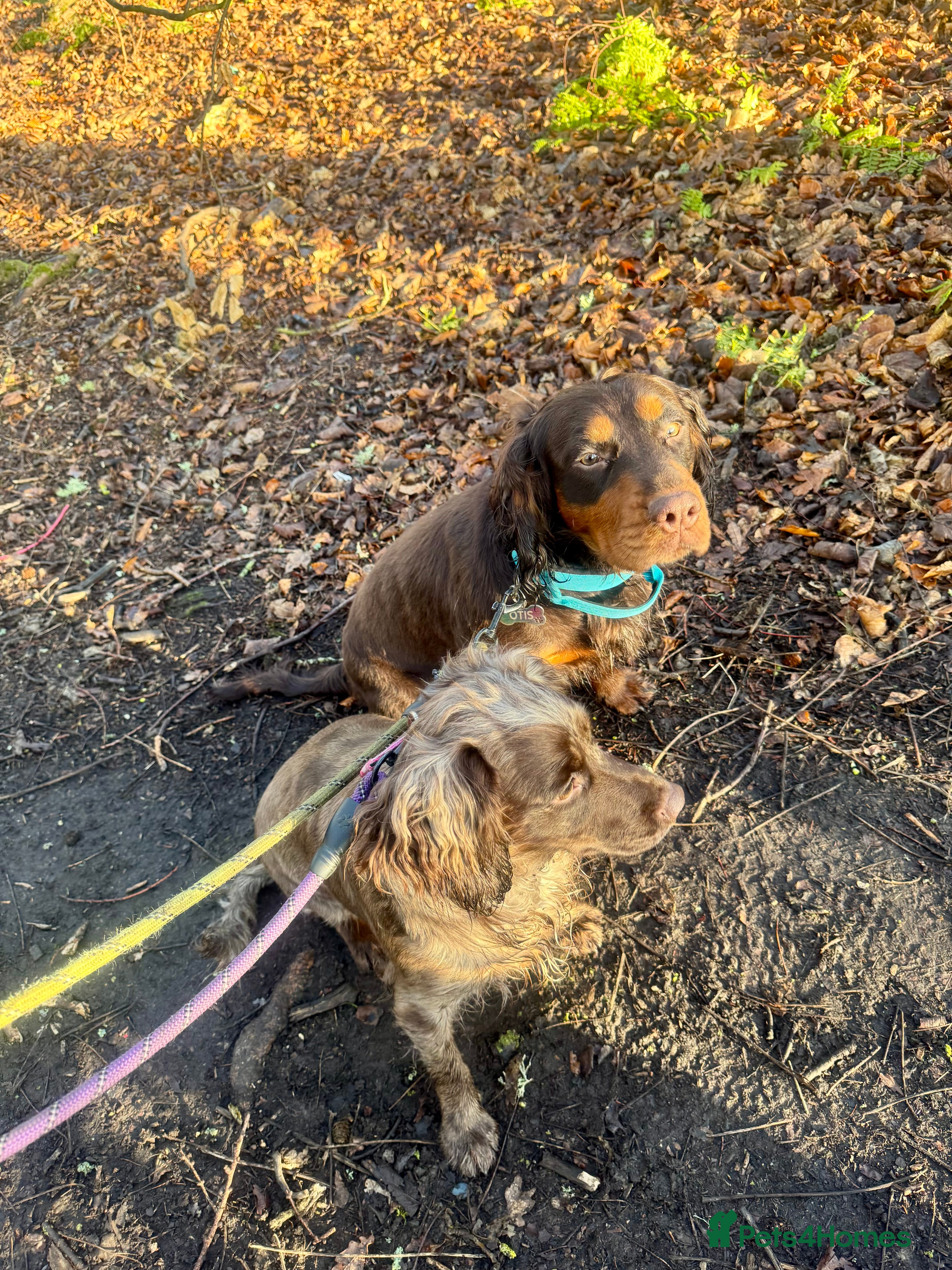 Cocker Spaniel dogs 💜 2 YEAR OLD BEAUTIFUL COCKER GIRL 💜 - Advert 13