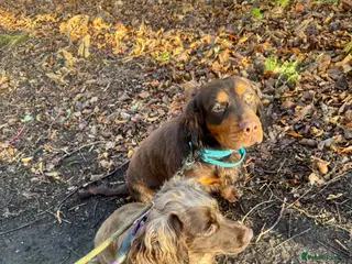 Cocker Spaniel dogs 💜 2 YEAR OLD BEAUTIFUL COCKER GIRL 💜 - Advert 4