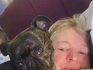 Mixed Breed dogs Marley the most loving dog - Advert 1