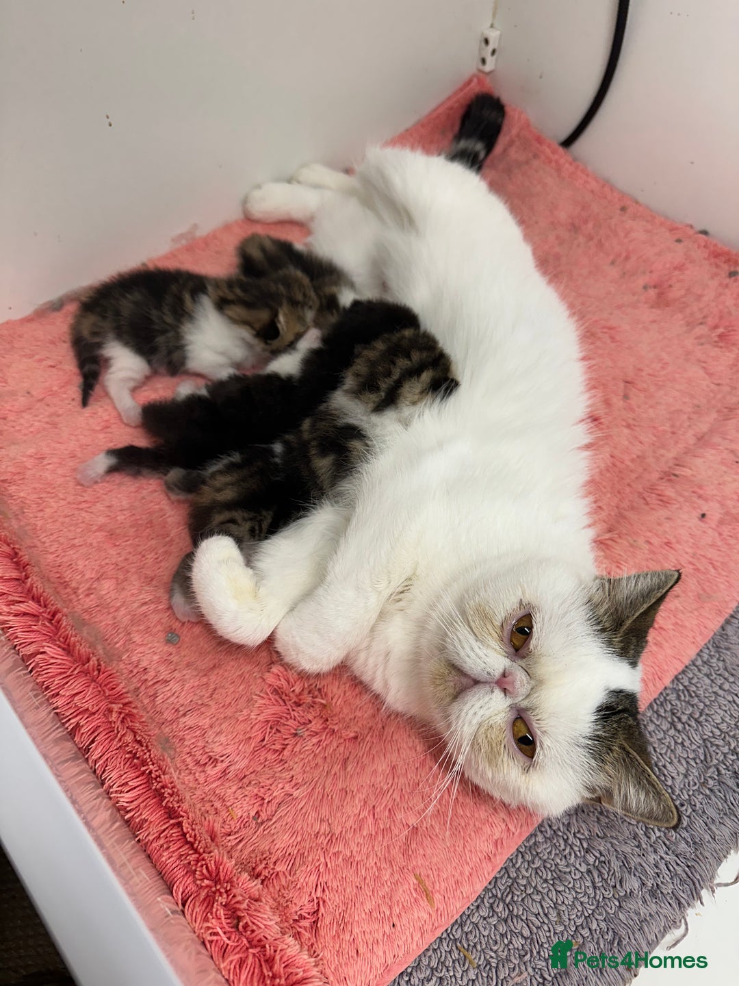 Exotic cats for sale: Brown Tabby & White exotic shorthair  - Advert 12