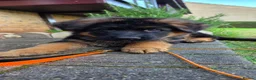 German Shepherd dogs for sale: Long hair German Shepherd puppy full health tests - Advert 16