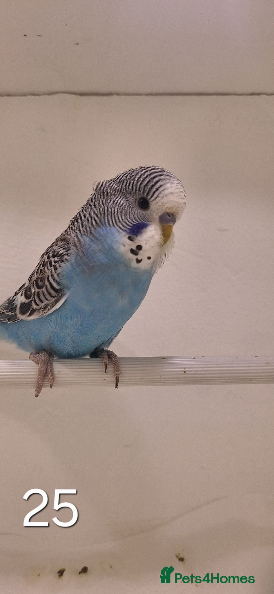 Budgerigars birds Baby budgies - Advert 17