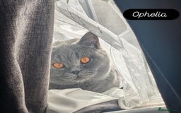 British Shorthair cats for sale: Best quality Gccf registered lilac kittens  - Image 19