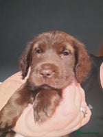 Mixed Breed dogs - Advert 2