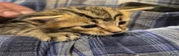 Mixed Breed cats for sale: Maine Coon Cross fluffy kittens  - Advert 12