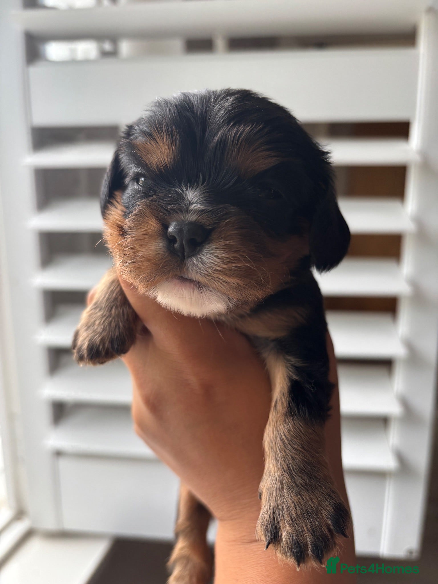 Cavalier King Charles Spaniel dogs Registered Cavalier King Charles Spaniel Puppies - Advert 2