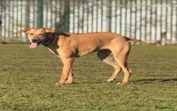 Mixed Breed dogs for sale: Saluki Bull Grey Puppies  - Image 3