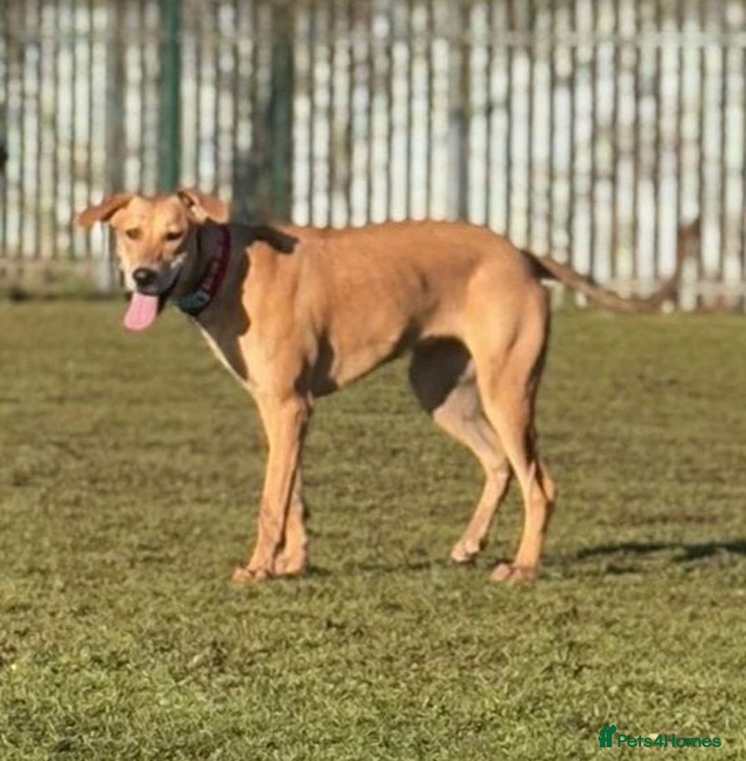 Mixed Breed dogs for sale: Saluki Bull Grey Puppies  - Image 3