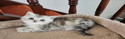 Scottish Fold cats for sale: Adorable Scottish Fold Straight Ear Kittens  - Advert 14