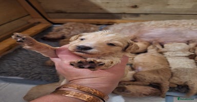 Cockapoo dogs - Advert 7