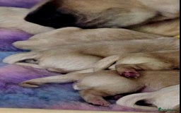 Golden Retriever dogs for sale: 🐕‍🦺Beautiful Pedigree Golden Retriever Puppies🦮 - Image 32