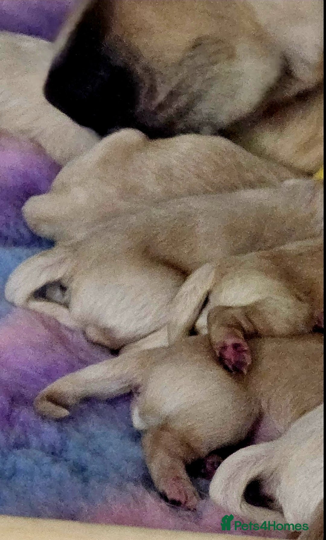 Golden Retriever dogs for sale: 🐕‍🦺Beautiful Pedigree Golden Retriever Puppies🦮 - Image 32