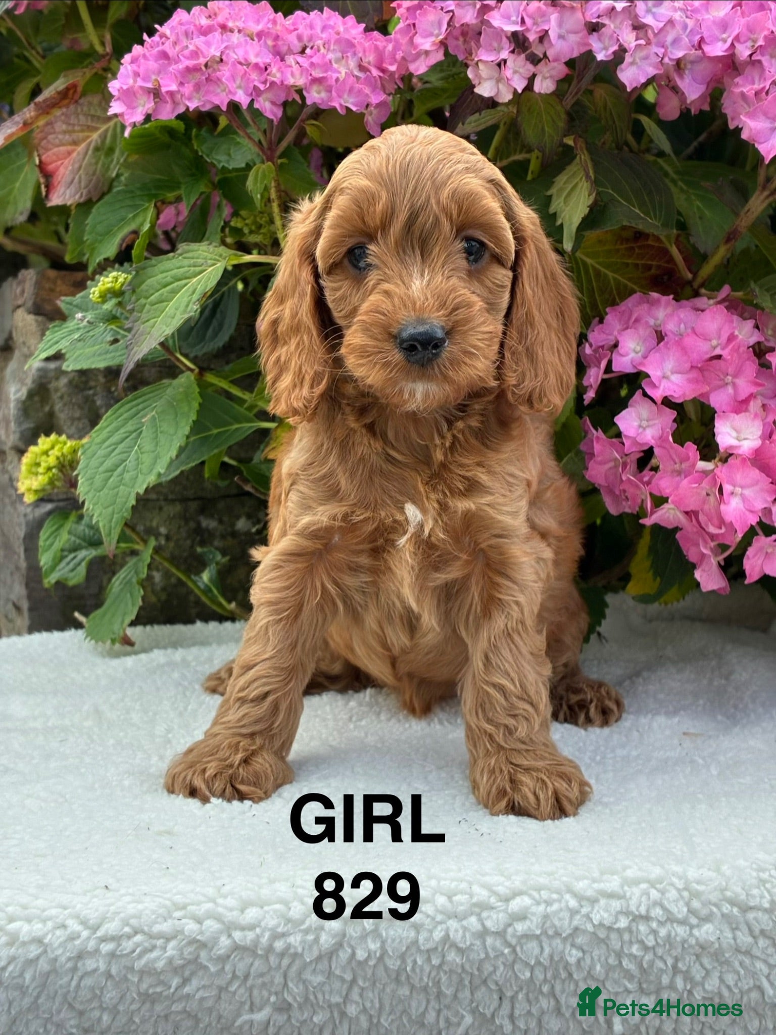 Cockapoo dogs F1b Cockapoo Puppies  - Advert 16